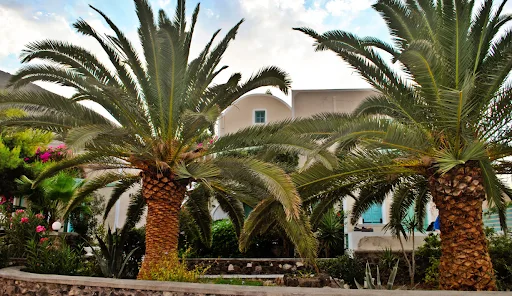 Why Tropical Landscaping Is the Perfect Choice for Your Home or Business