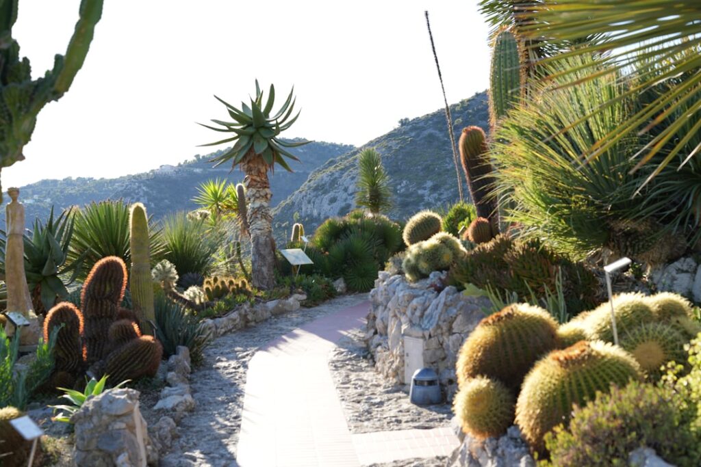Desert Garden Design Havasu: Ideas, Layouts & Professional Installation