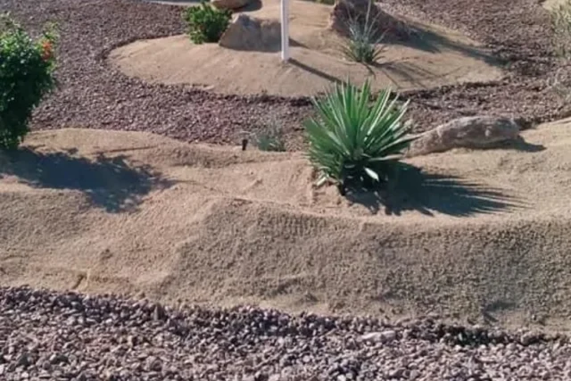Best Drought Proof Garden Plants for Arizona Desert Homes